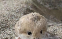 全球最小跳鼠！体重仅10克，靠尾巴“存粮”过冬，长相酷似小猪