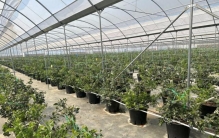 超越美国，跃居全球第一！突破国外育种限制！中国蓝莓是怎么“逆袭”的？