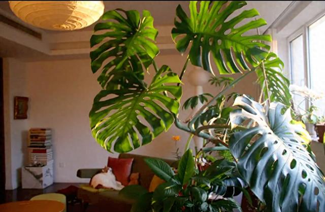 马年旺家绿植：养对这5种，家有绿意，福运绵长