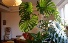 马年旺家绿植：养对这5种，家有绿意，福运绵长