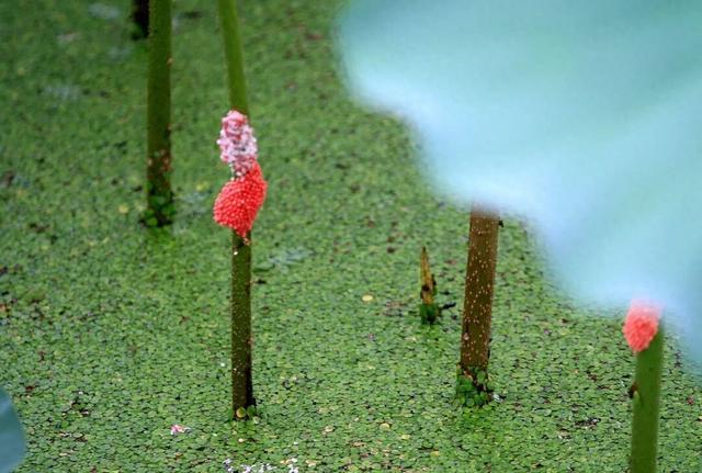 别吃！这种螺藏上千条寄生虫，近期正大量出现