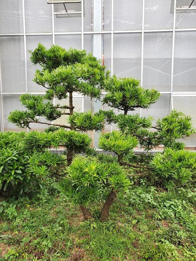 庭院栽这 3 种 “镇院树”，树形端正寿命长，一代一代都受益！