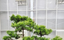 庭院栽这 3 种 “镇院树”，树形端正寿命长，一代一代都受益！