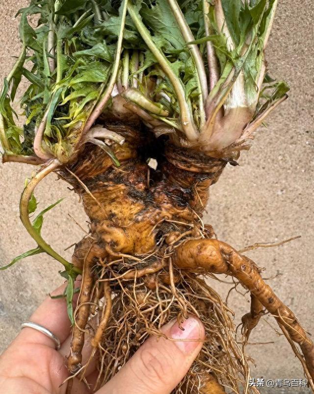 蒲公英老桩的苦，撕碎了网红盆景的滤镜