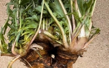 蒲公英老桩的苦，撕碎了网红盆景的滤镜