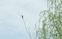春日封神！中国内地十大必游景点