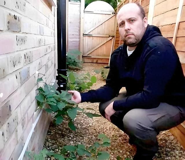 欧洲人的噩梦，花138亿都消灭不了的植物，在我国却需要大量种植