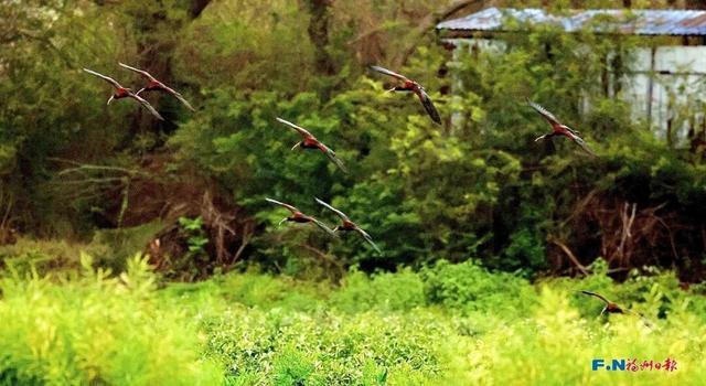 国家一级保护动物！9只彩鹮现身福州！为近年来数量之最