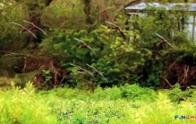 国家一级保护动物！9只彩鹮现身福州！为近年来数量之最