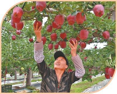 一个苹果，何以成为致富果？