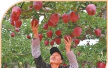 一个苹果，何以成为致富果？