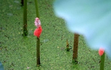 别吃！寄生虫多达6000条，这种生物近期正大量出现，严重可致死