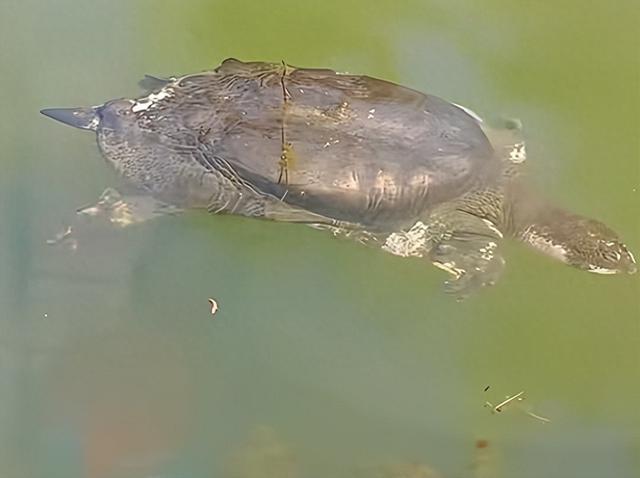 世界上最孤独的动物!我国唯一一只!100多岁的它现身