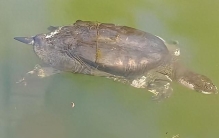 世界上最孤独的动物！我国唯一一只！100多岁的它现身