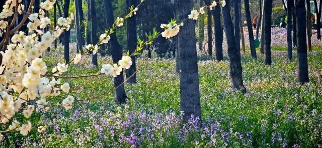 藏不住了!27万平方米“紫色花海”开了,就在——