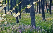 藏不住了！27万平方米“紫色花海”开了，就在——