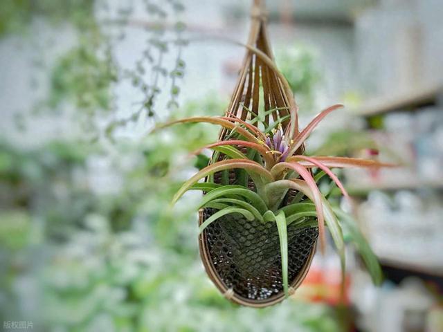 阳台太小放不下?这5种“立体悬挂”的花草不占地,空间利用翻倍