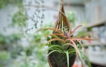 阳台太小放不下？这5种“立体悬挂”的花草不占地，空间利用翻倍