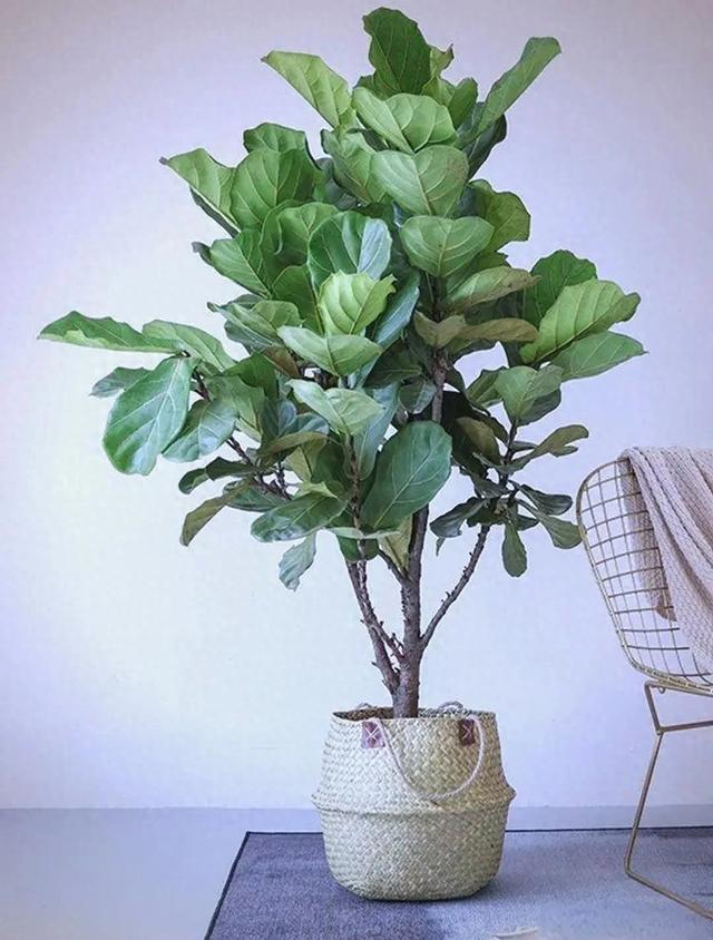 客厅一摆立马显贵！这 8 种大叶绿植大气又耐看，档次瞬间翻倍