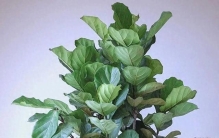 客厅一摆立马显贵！这 8 种大叶绿植大气又耐看，档次瞬间翻倍