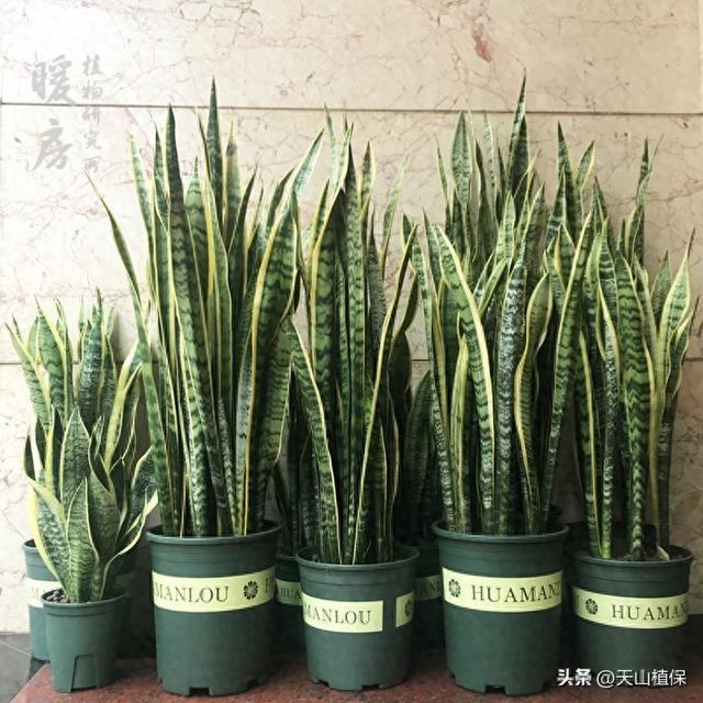 新疆养花别瞎买！这5种植物耐干耐温差，怎么养都不烂根