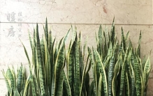 新疆养花别瞎买！这5种植物耐干耐温差，怎么养都不烂根