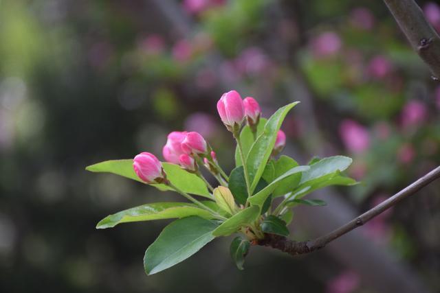京城花问③丨被誉为“花中神仙”的海棠，怎么还和木瓜有关？