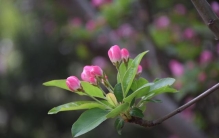 京城花问③丨被誉为“花中神仙”的海棠，怎么还和木瓜有关？