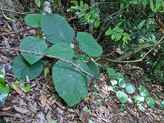 一棵树，让马匹发狂跳崖？世界上最痛的植物，碰一下就疼到想自杀