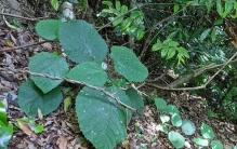 一棵树，让马匹发狂跳崖？世界上最痛的植物，碰一下就疼到想自杀