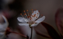 世界上最贵的两样东西是什么？你知道吗