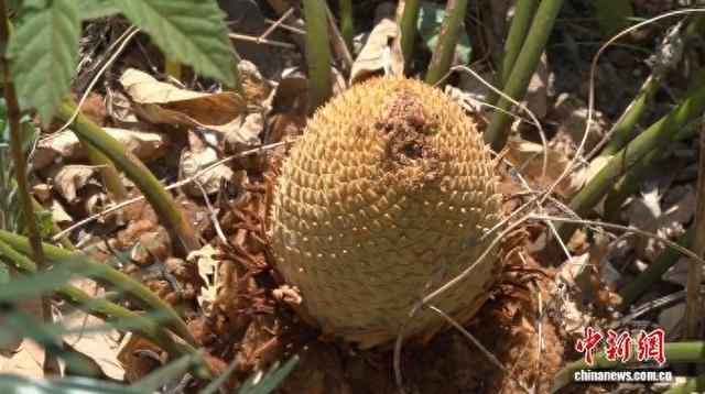 千年铁树“年年开花” 攀枝花苏铁成全球独有景观