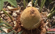 千年铁树“年年开花” 攀枝花苏铁成全球独有景观