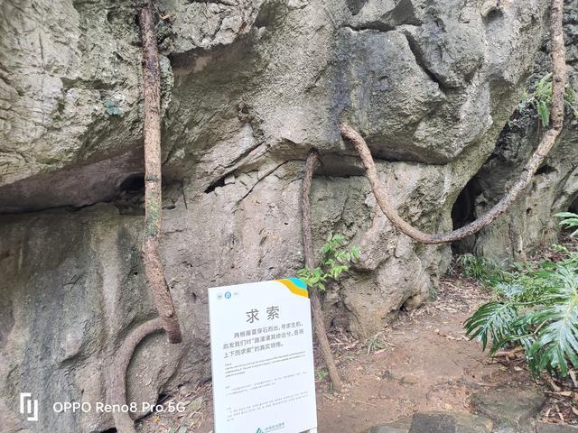 竹笋顶穿水泥地板,原来最震撼的生命力,藏在这些植物里