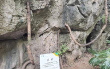 竹笋顶穿水泥地板，原来最震撼的生命力，藏在这些植物里