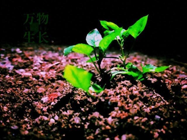 无声有暖,草木疗心——不会说话的植物,藏着最温柔的治愈力