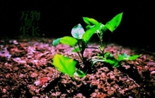 无声有暖，草木疗心——不会说话的植物，藏着最温柔的治愈力