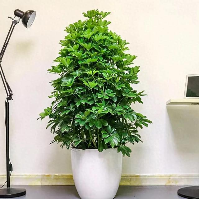 阳台种什么植物最旺财?这3种千万别种,破财又生病