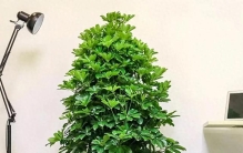 阳台种什么植物最旺财？这3种千万别种，破财又生病