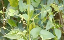 每天认识一种植物58:茜草