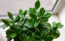 懒人养花，就选这 10 种，耐旱又皮实，基本养不死