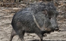 被判定灭绝几千年！1971年意外重现，靠吃仙人掌存活，今仅存千只