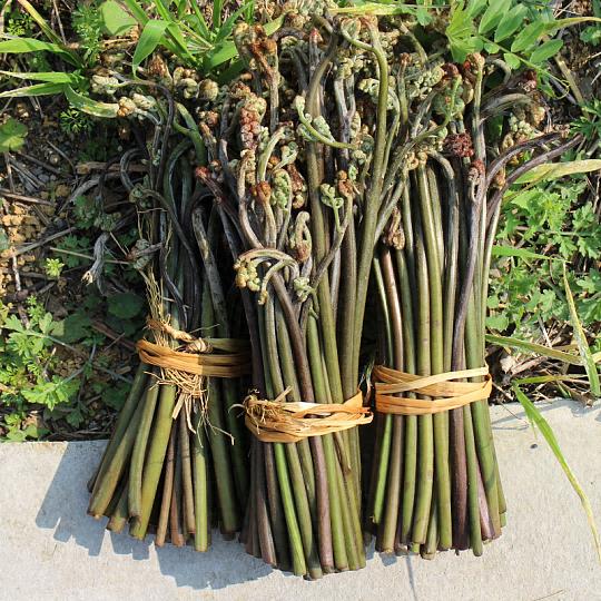 蕨菜：山野间的“拳头”美味