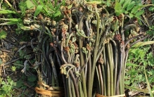 蕨菜：山野间的“拳头”美味