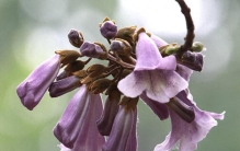 每天认识一种植物（乔木篇）——38泡桐