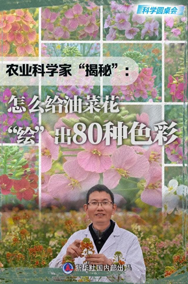 科学圆桌会丨农业科学家“揭秘”：怎么给油菜花“绘”出80种色彩