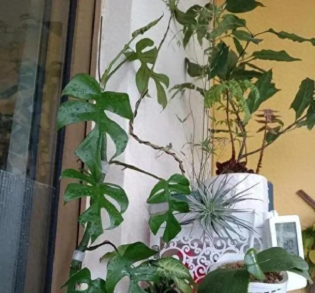 以“姬”为贵：养花的高级，是偏爱这株不争不抢的小精致