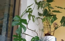 以“姬”为贵：养花的高级，是偏爱这株不争不抢的小精致