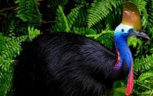 能轻松咬碎头骨，掏内脏，被封世界最危险鸟类，现仅有五千只