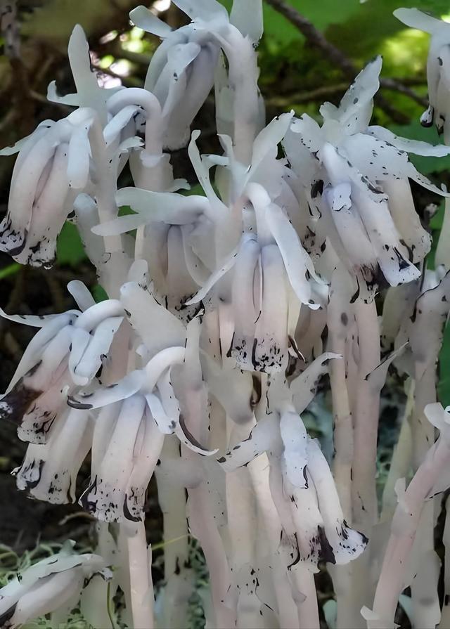 隐于深山的特殊植物：这10种颠覆认知的“异类”，见过一半算你牛